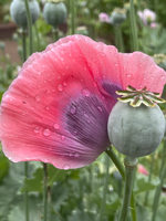 Mohnblume mit Kapsel