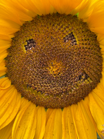 Sonneblume Smilie